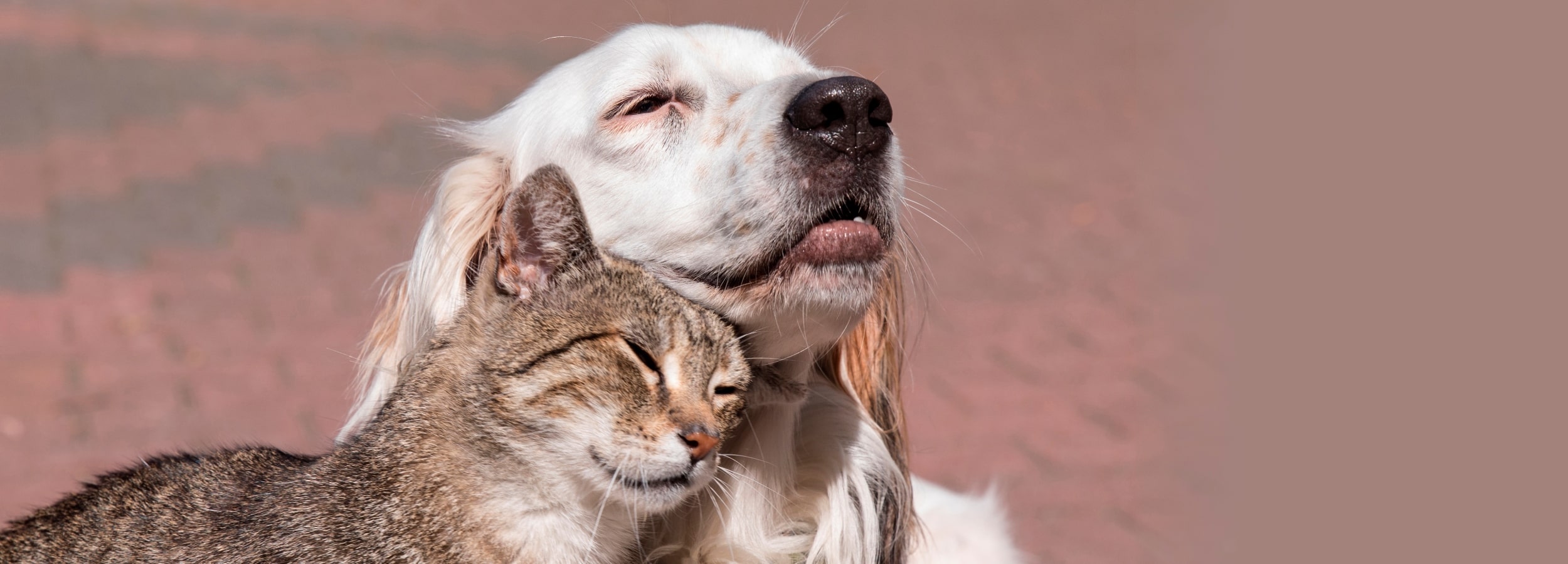 Centro de Recolha Oficial de Animais de Companhia (CRO) de Vila Franca de Xira vai ter um Parque ...