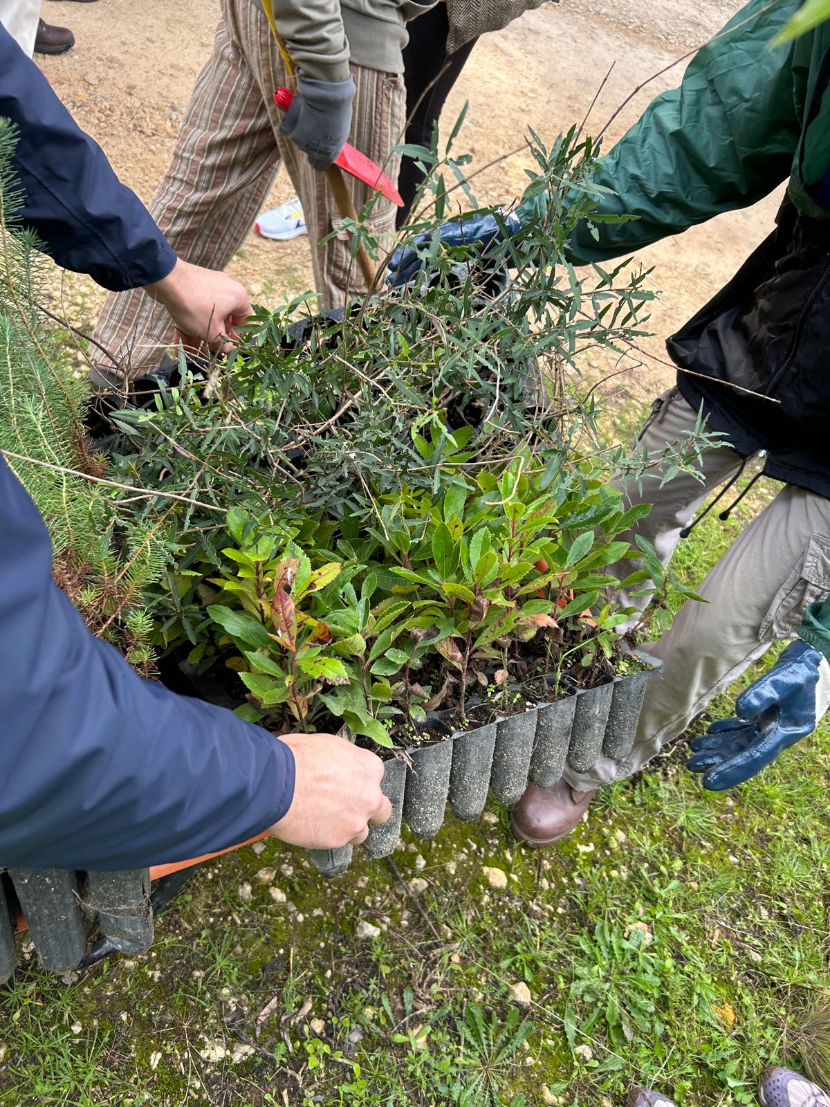 Mais de 100 participantes plantaram árvores na Mata do Paraíso